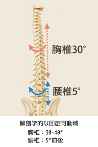 胸椎腰椎回旋角度